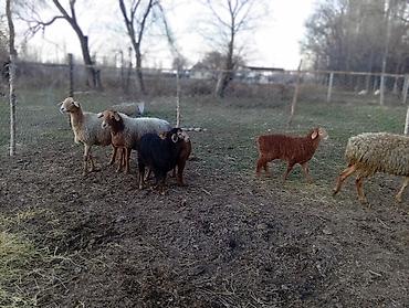 Баран, овца: Продаю | Баран (самец) | Арашан — 3