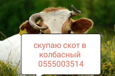 индюк продаю: Сатып алам | Уйлар, букалар, Жылкылар, аттар | Күнү-түнү, Бардык шартта, Союлган