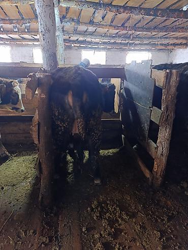 Коровы, быки: Продаю | Корова (самка), Тёлка | Полукровка | На забой | Привязанные — 19