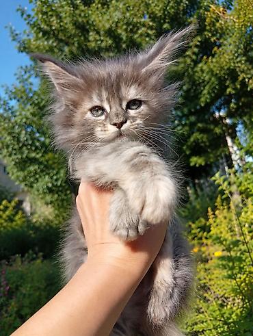 Животные: Мейн-кун, 1 месяц, Девочка, Серый — 1