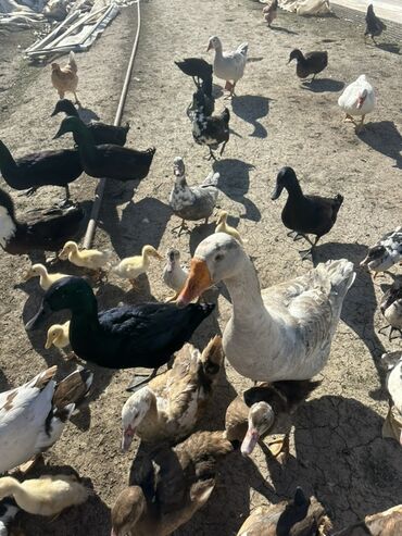 Ördəklər: Salam Aleykum Satılır Ördək Qaz Ördək Cücəsi Toyoq 36 Ədəd Lal Ördək — 29