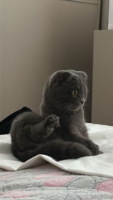 Pişiklər: Şotland, Dişi, Ünvandan götürmə — 6