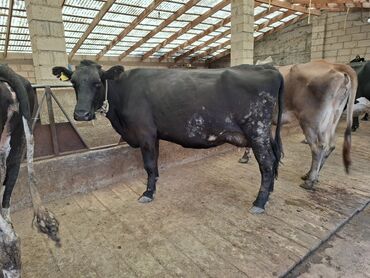 продаю музоо торпок корова самка бык самец айрширская ангус алатауская на забой для разведения на откорм племенные нетель привязанные: Сатам | Уй (ургаачы) | Швиц, Голштин | Сүт алуу үчүн, Көбөйтүү үчүн | Асыл тукумдуу, Бооз