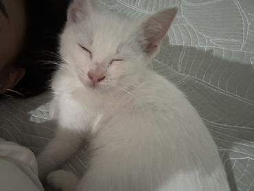 кот сфинкс: Ангорская, 4 месяца, Девочка, Белый, Приучена к лотку — 5