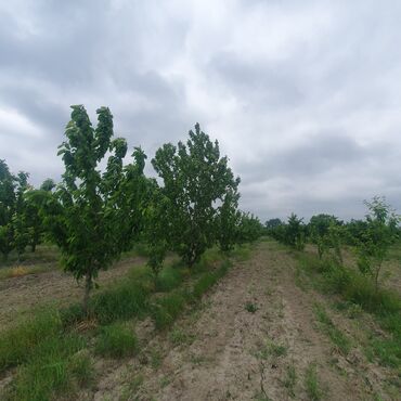 Torpaq sahələrinin satışı: 106 sot, Kənd təsərrüfatı, Mülkiyyətçi, Kupça (Çıxarış) — 5