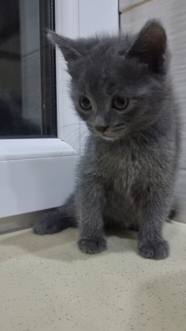 Pişiklər: Şotland, Erkək, Ünvandan götürmə, Ödənişli çatdırılma -da lalafo.az — 3 Pişiklər: Şotland, Erkək, Ünvandan götürmə, Ödənişli çatdırılma — 3