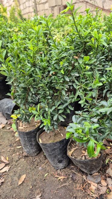 Çöl bitkiləri: Qızıl güllər dipçək gülləri həmişə yaşıl kolları zəhmət olmasa — 6