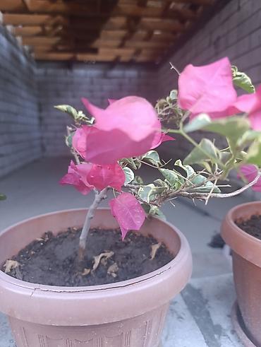 Молочаи: Комнатное растение «Молочай Милла» (Euphorbia milii, «Корона Христа») — 5