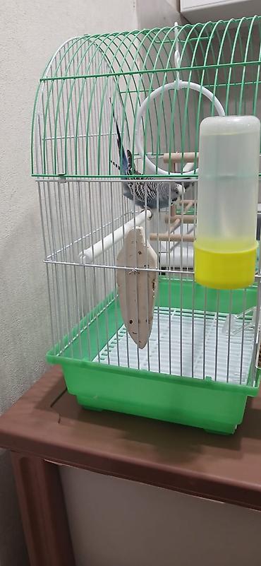 Зоотовары: Продается попугай, волнистый, самец, в подарок пакет корма. Клетка для — 8
