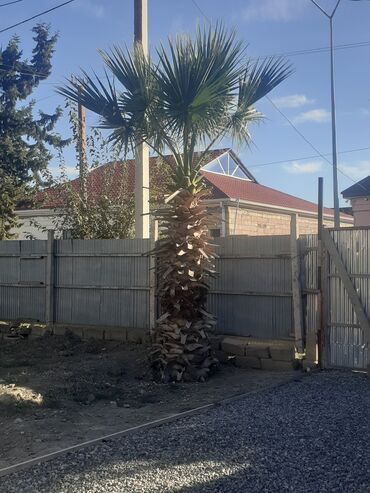bamiyə bitkisi: Yüksək dekorativ palma ağacı - Növ: Fan palm (yelpik yarpaqlı palma)