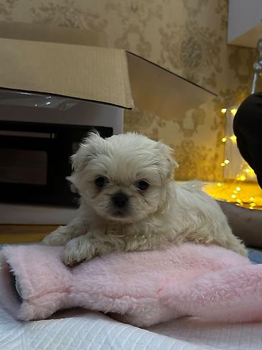heyvan sahiblendirme: Pekines, 2 ay, Dişi, Peyvəndli, Ödənişli çatdırılma, Ünvandan götürmə — 6