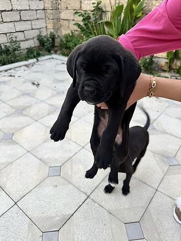 it damı: Kane-Korso, 1 ay, Erkək, Ünvandan götürmə — 2
