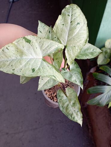 Комнатные розы: Продаю цветы все цены разные, находится в Кара Балте — 7