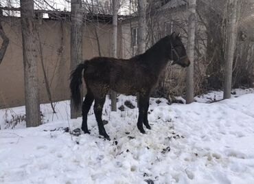 Лошади, кони: Продаю | Жеребенок | Для разведения