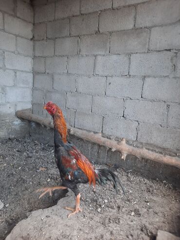 живая курица: Дакан 9 месяц срочно отл