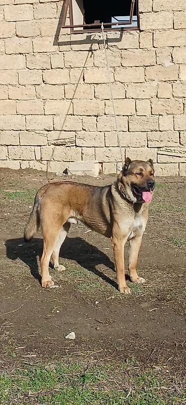 İtlər: Qurdbasar, 1 il, Erkek, Peyvəndli -da lalafo.az — 5 İtlər: Qurdbasar, 1 il, Erkek, Peyvəndli — 5