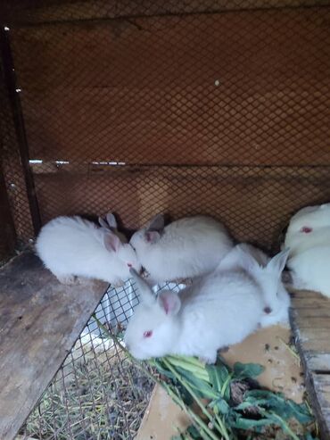 чистокровные немецкие овчарки: Продаются крольчата Калифорния, французский баран и смешанные