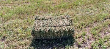 продажа щенков немецкой овчарки в бишкеке с документами: Срочно 1кос 150шт 160тан берем