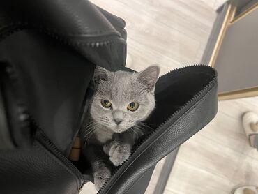 Отдам даром кошку: Кошка даром: Скотиш Страйт (Шотландская прямоухая), 1 год, Девочка, С документами