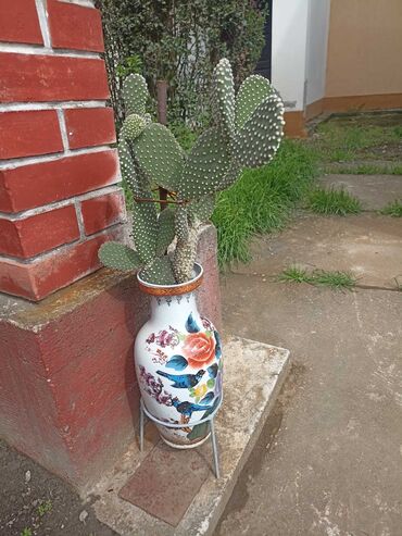 Vaze i saksije: Bоја - Zelena, Novo na lalafo.rs — 2 Vaze i saksije: Bоја - Zelena, Novo — 2