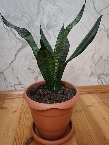 Комнатные растения: Sansevieria (Qayın dili) – otaq bitkisi, gil rəngli dibçək və — 3