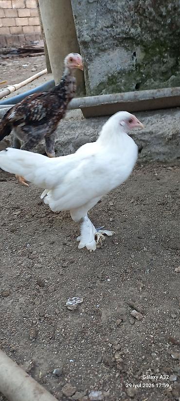 Toyuqlar: Toyuq, Damazlıq -da lalafo.az — 2 Toyuqlar: Toyuq, Damazlıq — 2