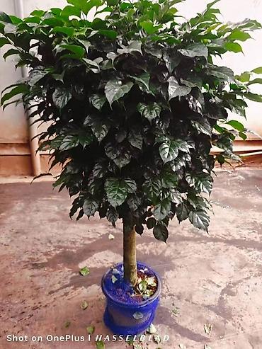Монстеры: Монстера делициоза (Monstera deliciosa) – крупное — 19