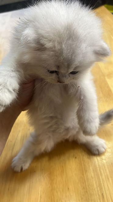 шиншилла котенок купить: Шиншилла — 3