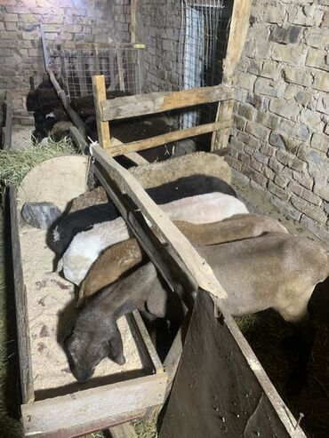 объявления о найденных животных: Продаю | Овца (самка) | Для разведения