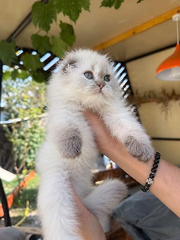 кошка потеряна найдена в бишкеке: Скотиш Фолд (Шотландская вислоухая), 2 месяца, Девочка, Серебристая шиншилла, Приучена к лотку, Проглистована, С документами — 6