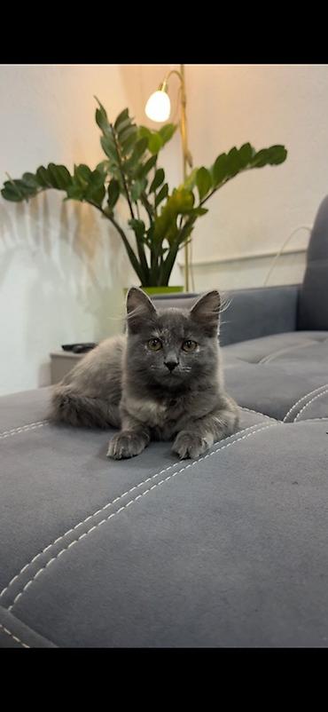 Отдам котенка в добрые руки бесплатно, приучен у лотку, кушает все