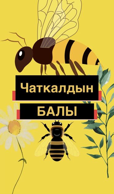 продаю бассейн: Чаткалдын балы эн мыкты эн таза бал 100%. таза БАЛ по шт и оптом