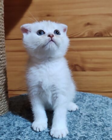 куплю шотландского вислоухого котенка: Продаётся Шотландский котёнок в окрасе Серебристая Шиншилла,2