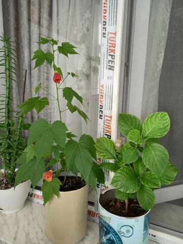 Otaq bitkiləri: 6-7azn aralığında dibçək gülləri satılır — 5