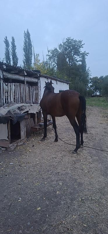 Животные: Продаю | Конь (самец) | Конный спорт — 1