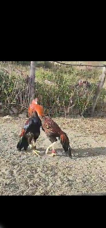 Xoruzlar: Xoruz, Heyratı, il: 3, Ödənişli çatdırılma — 7