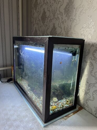 аквариум бишкек купить: Продаю аквариум 50 литров в сборе, около 10 рыбок, улитки 🐌, плюс