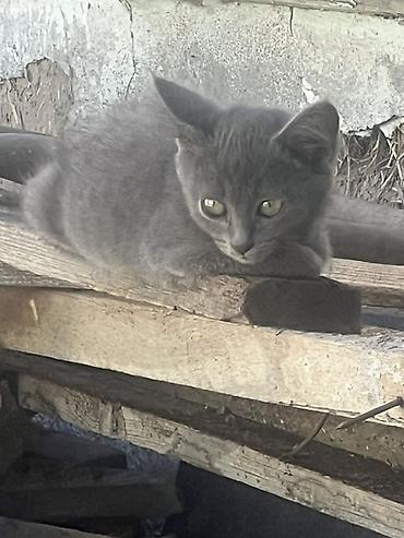 котята шиншиллы: Кошка даром: Беспородная, 2 месяца, Мальчик, Приучена к лотку — 3