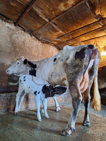 sağmal inəklər: 15 litir süd verir 3 qarına doğub 25 gündü doğub balası dişdi