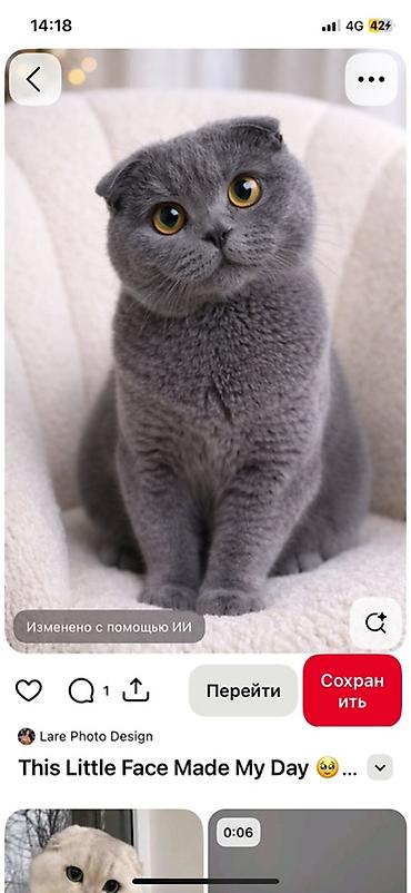 ххх с животным: Шотландские вислоухие кошки (Scottish Fold) — — 1