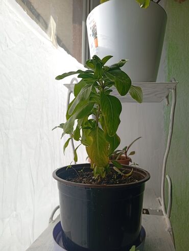 аквариум кара балта: Комнатные растения в горшках. 1) Барвинок (Catharanthus roseus) —