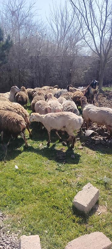 brama toyuqlari satisi: Qurbanliq ve toxumluq Qoclar ve quzular 40 kilodan 70 kiloya qeder her — 2