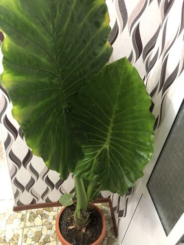 Алоказии: Алоказия — это декоративное растение с крупными, глянцевыми листьями — 6