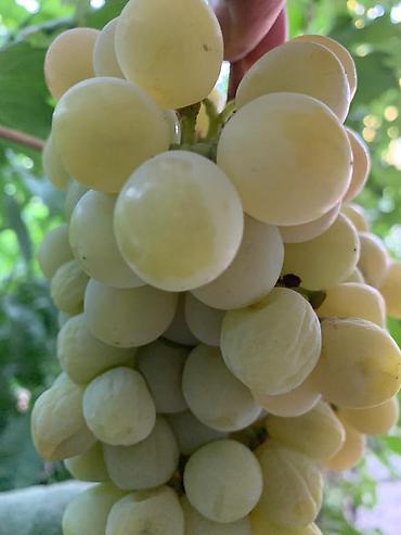 Виноград: Годовалые саженцы винограда. Цена от 200 до 300 сом. Черенки по 50 — 3