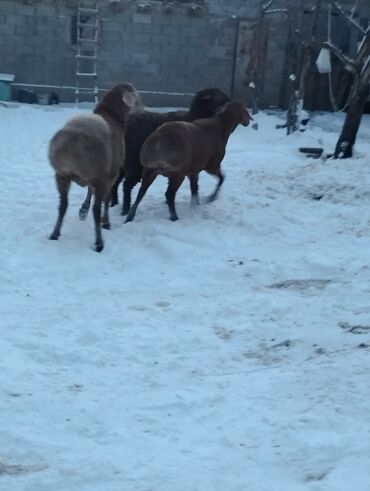 Баран, овца: Продаю | Овца (самка) | Для разведения | Матка — 6