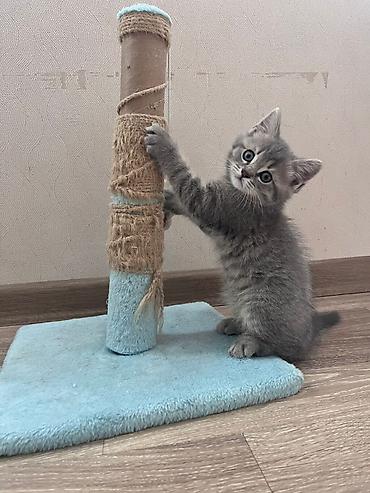 Pişiklər: Şotland — 12