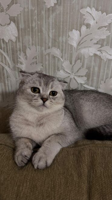 Pişiklər: Şotland yastı qulaq, Dişi, Yaxşı əllərə, Ödənişli çatdırılma — 2