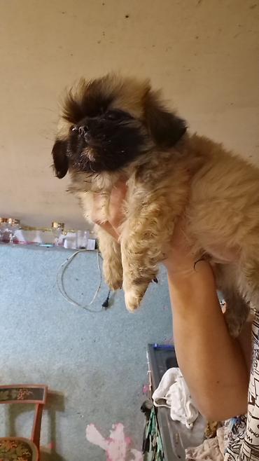 Bio-tualetlər və doldurucular: Pekines erkey — 3