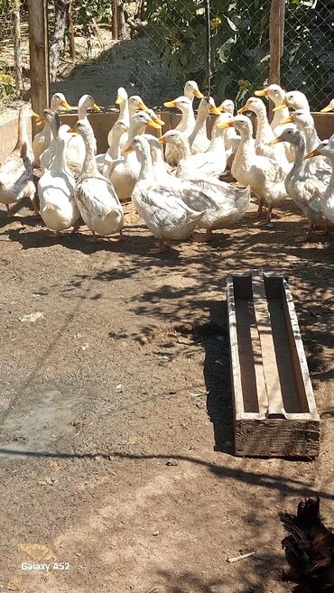 Аквариумы: 29 dene ordek satilir.Isdeyen elaqe saxlasin Ramil 070 530 37 30