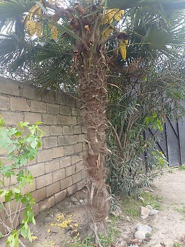 kohnə xalcalar: Trachycarpus fortunei (yelpənək xurması) – həyət və bağ üçün dekorativ — 3
